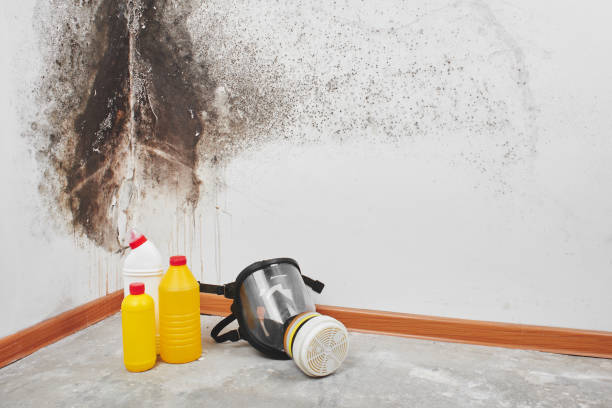 Best Post-Flood Mold Remediation in Goldsby, OK