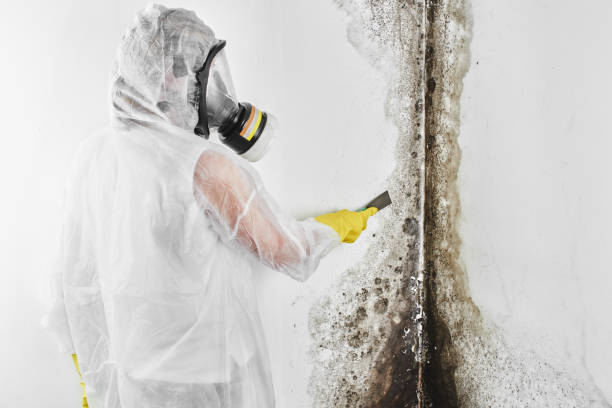 Best Industrial Mold Remediation in Goldsby, OK
