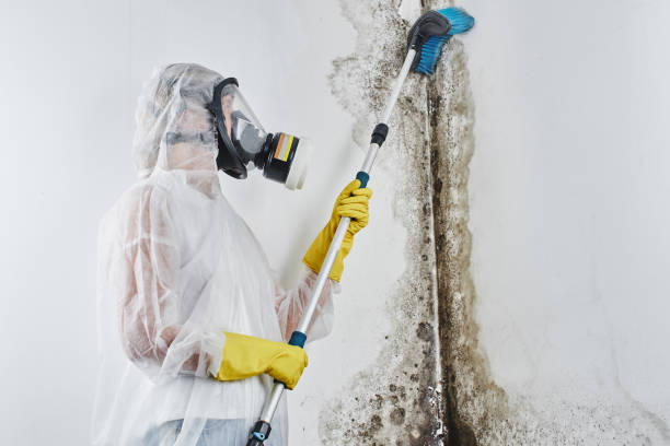 Best Localized Mold Remediation (e.g., coastal areas, humid climates) in Goldsby, OK