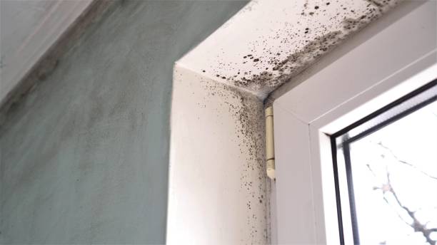 Best Mold Remediation for Specific Building Types in Goldsby, OK