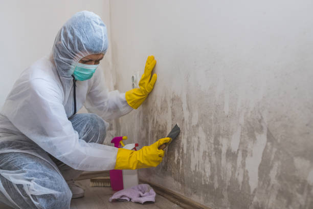 Best Insurance-Related Mold Remediation in Goldsby, OK