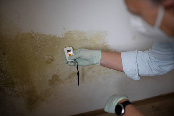 Best Kitchen Mold Remediation in Goldsby, OK