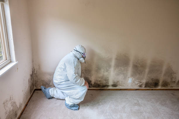 Best White Mold Remediation in Goldsby, OK