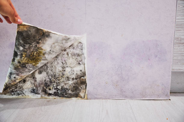 Best Mold Remediation for Specific Building Types in Goldsby, OK